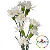Гвоздика кустовая Соломио Star Snow Tesino