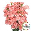 Гвоздика кустовая Abanico