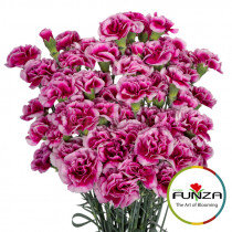 Гвоздика кустовая Amyle