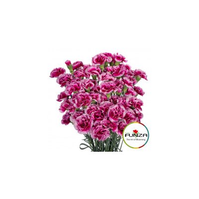 Гвоздика кустовая Amyle