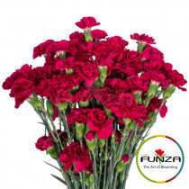 Гвоздика кустовая Epsilon