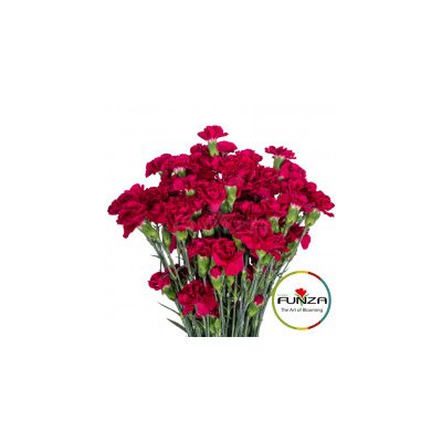 Гвоздика кустовая Epsilon