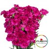 Гвоздика кустовая Jacaranda