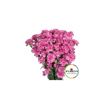 Гвоздика кустовая Lolly Pop Violet