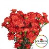 Гвоздика кустовая Romany