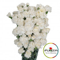 Гвоздика кустовая Tarifa