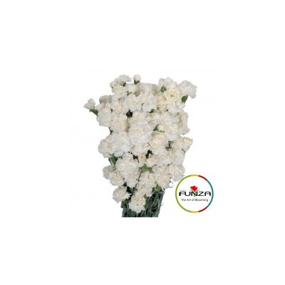 Гвоздика кустовая Tarifa