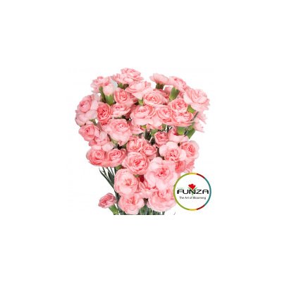 Гвоздика кустовая Zagara