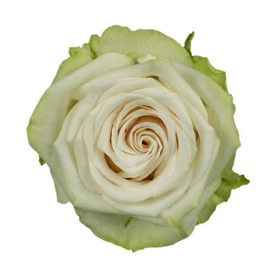 Роза Xflora ADALONIA WHITE CLASSIC