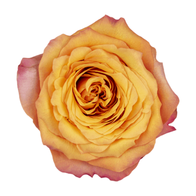 Роза садовая Xflora ALHAMBRA BI ORANGE  