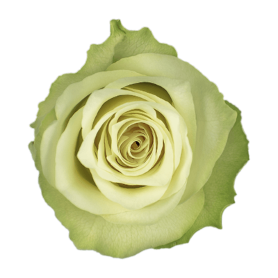 Роза Xflora ATHENA WHITE CLASSIC