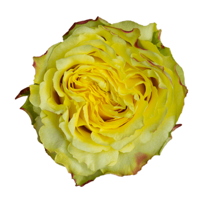 Роза садовая Xflora BRASIL YELLOW BI  
