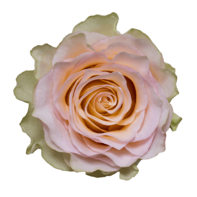 Роза садовая Xflora BRINESSA WHITE PINK  