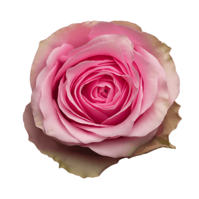 Роза Xflora CELEB PINK CLASSIC