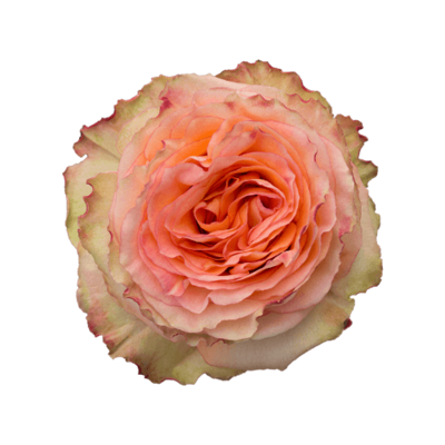 Роза Xflora COLOSSEUM BI ORANGE CLASSIC