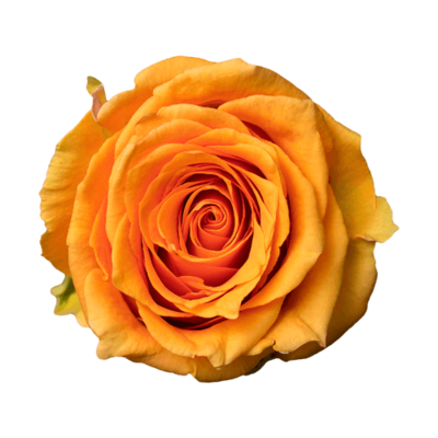 Роза Xflora COSIMA ORANGEYELLOW CLASSIC