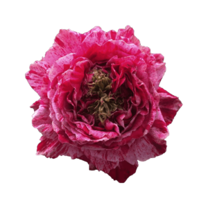 Роза садовая Xflora CRAZY EYE CERISE  