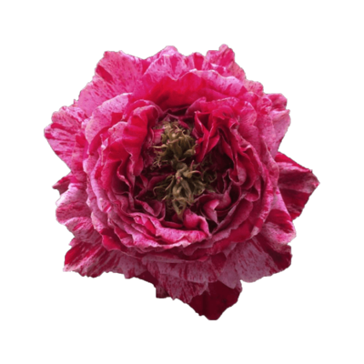 Роза садовая Xflora CRAZY EYE CERISE  