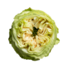 Роза садовая Xflora DFR 102 WHITE  