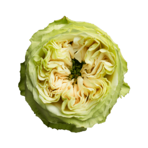 Роза садовая Xflora DFR 102 WHITE  