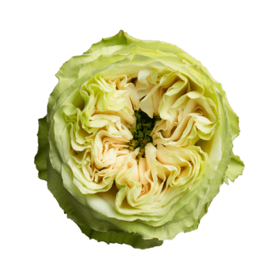 Роза садовая Xflora DFR 102 WHITE  