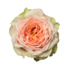 Роза садовая Xflora DFR 112 PEACH  