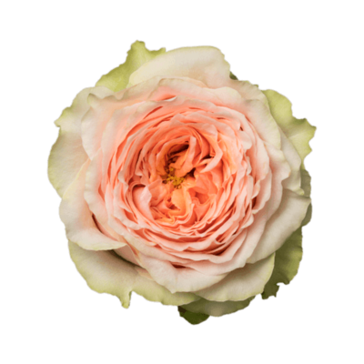 Роза садовая Xflora DFR 112 PEACH  
