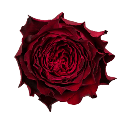 Роза садовая Xflora DFR 117 RED  