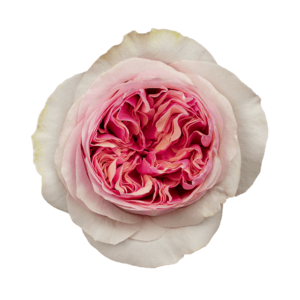 Роза садовая Xflora DFR 128 PINK  