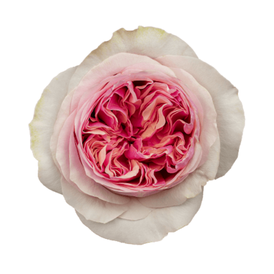 Роза садовая Xflora DFR 128 PINK  