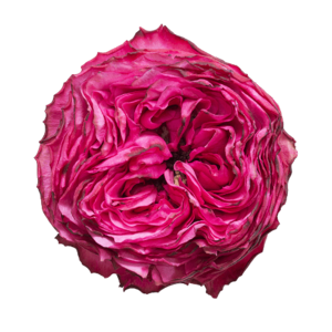 Роза садовая Xflora DFR 21 CERISE  