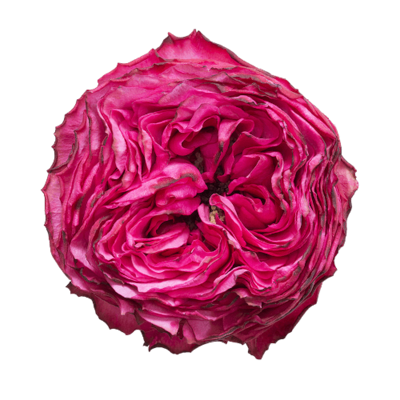 Роза садовая Xflora DFR 21 CERISE  