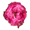 Роза садовая Xflora DFR 25 PINK  