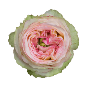 Роза садовая Xflora DFR 26 PINK  