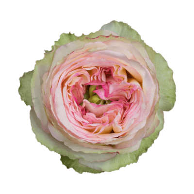 Роза садовая Xflora DFR 26 PINK  