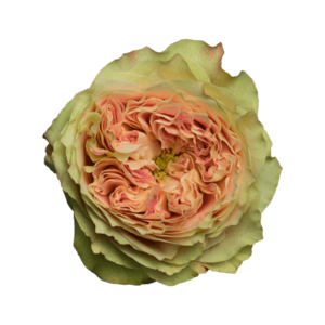 Роза садовая Xflora DFR 37 PINK  