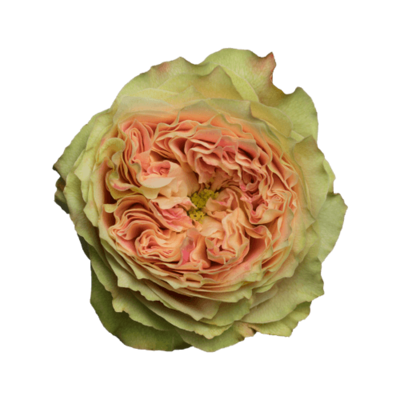 Роза садовая Xflora DFR 37 PINK  