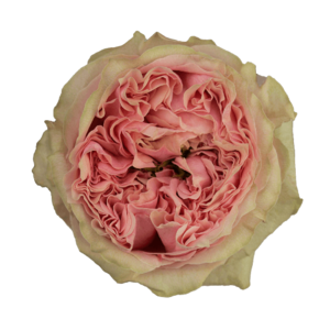 Роза садовая Xflora DFR 40 PINK  