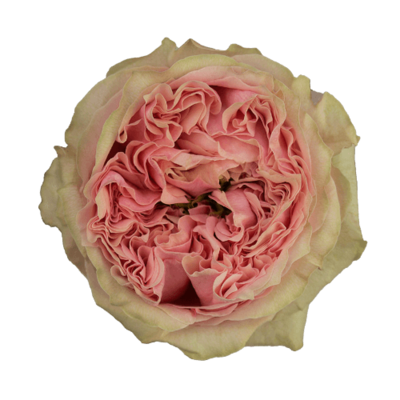 Роза садовая Xflora DFR 40 PINK  