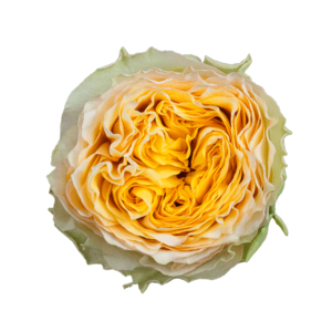 Роза садовая Xflora DFR 41 YELLOW  