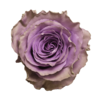 Роза Xflora DFR 42 LILAC CLASSIC