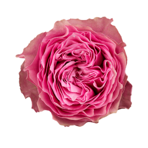 Роза садовая Xflora DFR 48 CERISE  