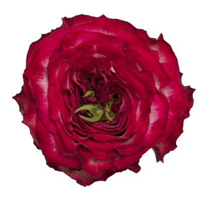 Роза садовая Xflora DFR 49 BI RED  