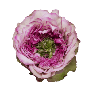 Роза садовая Xflora DFR 63 PINK  