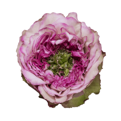 Роза садовая Xflora DFR 63 PINK  