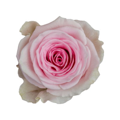 Роза Xflora DUCHESSE PINK BI CLASSIC