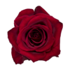 Роза Xflora EVER RED RED CLASSIC