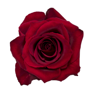 Роза Xflora EVER RED RED CLASSIC