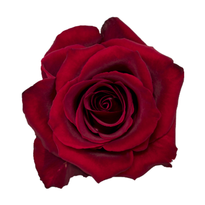 Роза Xflora EVER RED RED CLASSIC