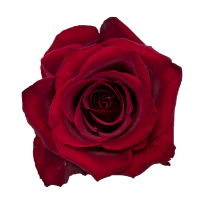Роза Xflora EVER RED RED CLASSIC